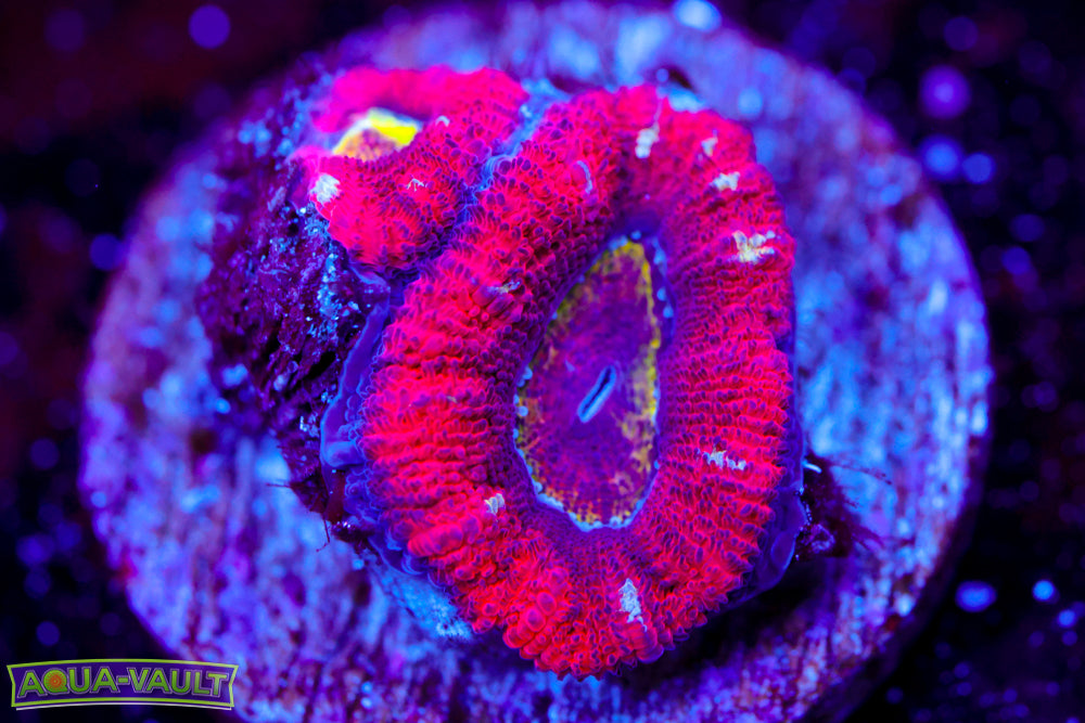 Rainbow Mouth Acan