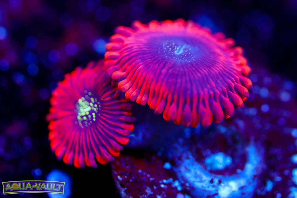 Magicians Zoa