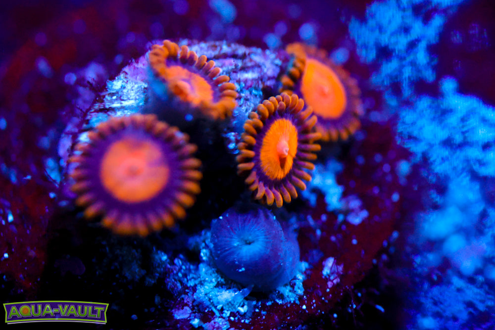 Kind Midas Zoa