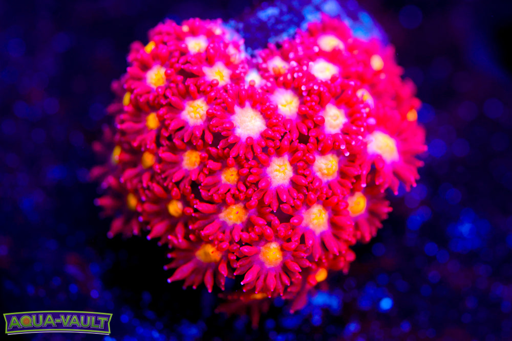 Combustion Micro Goni