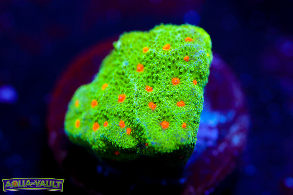 Harvest Moon Psammocora