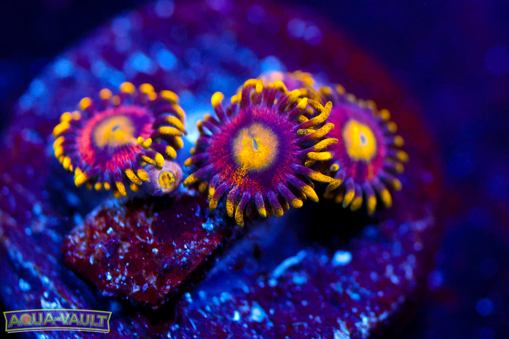 Joe's Crab Nebula Zoa