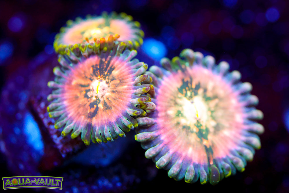 Cosmic Hawaiian PE Zoa