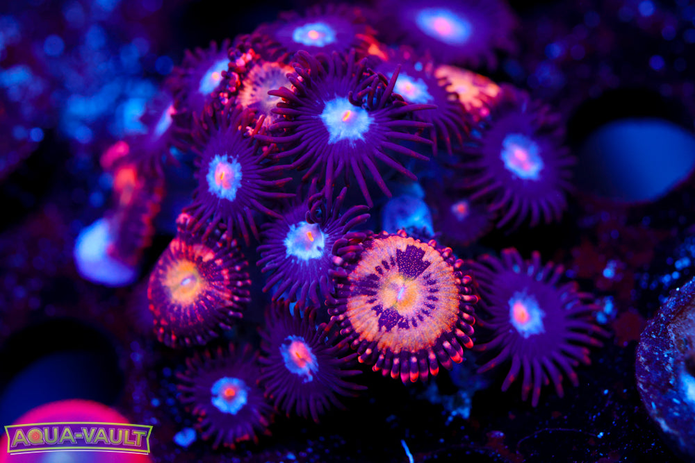 Mystique + JF Cry Baby Zoa