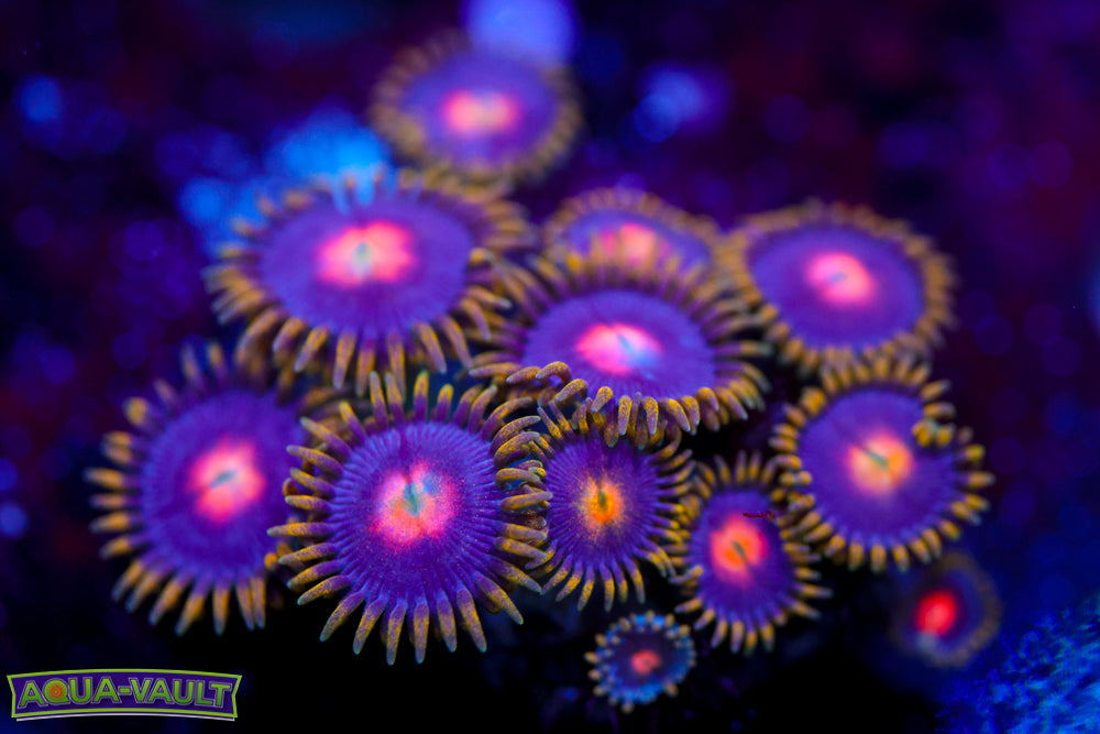 CV Blow Pops V2 Zoa