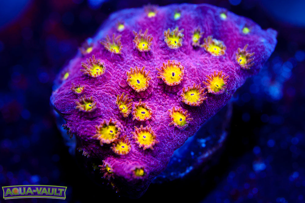 Bling Bling Cyphastrea