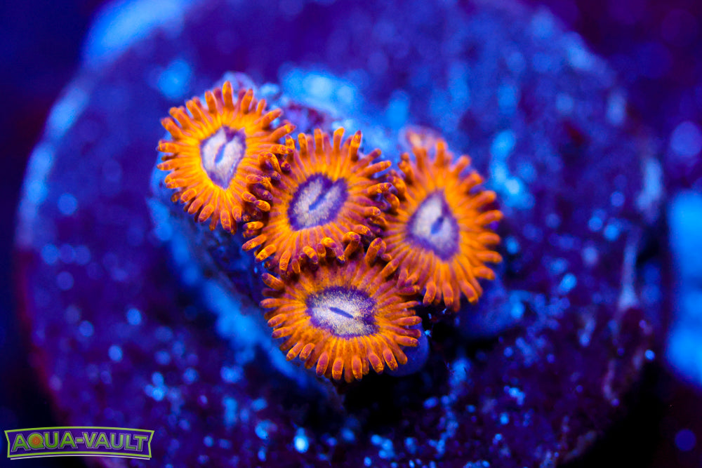 Pikachu Zoa