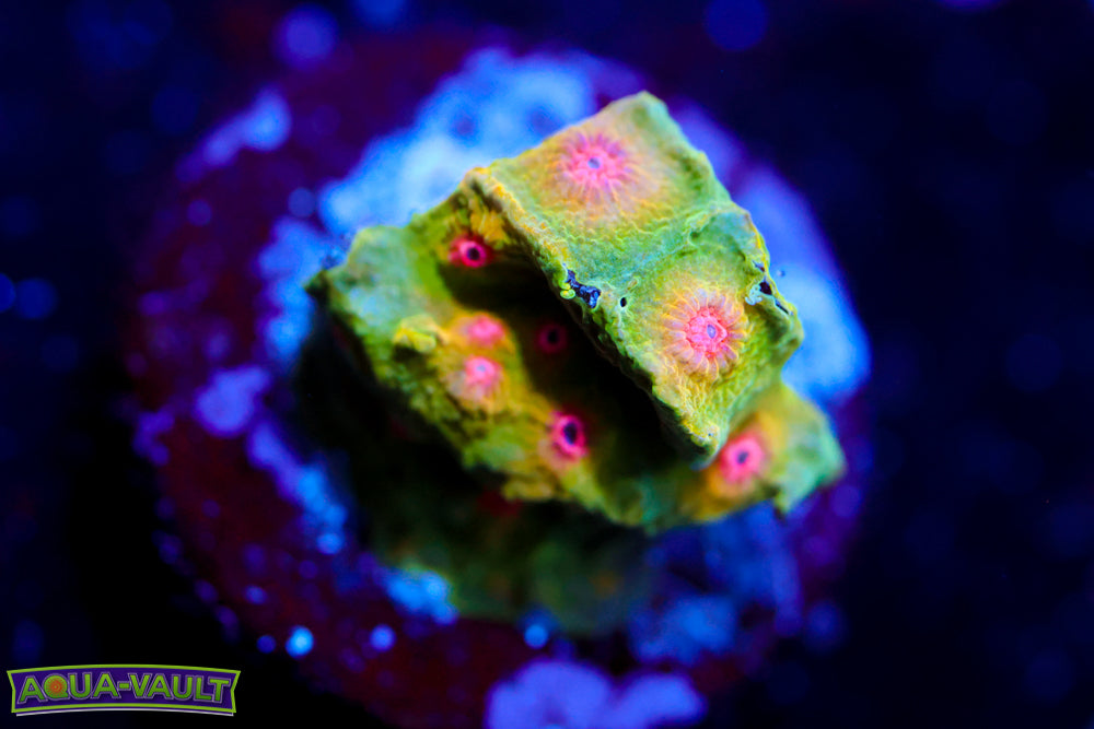 CV Dip 'n Dots Cyphastrea