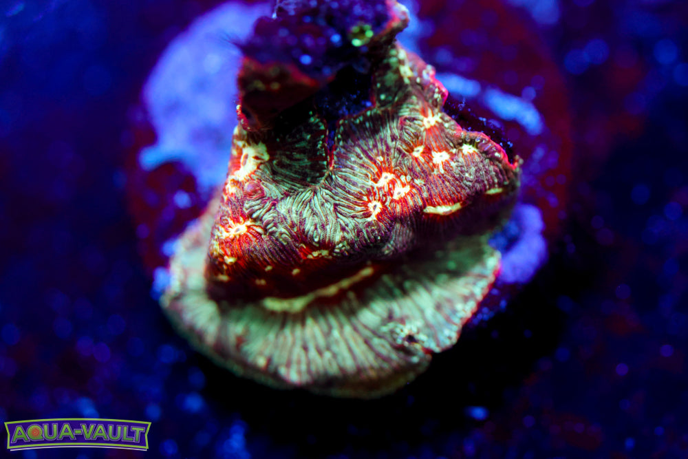 Lunar Leptoseris