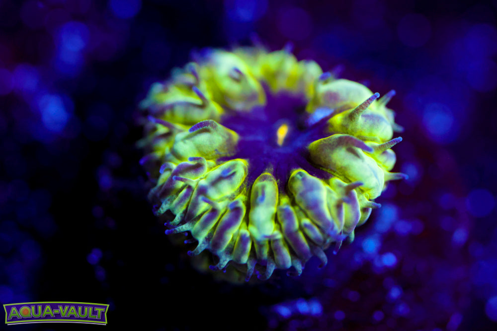 Master PPE Blasto Merletti