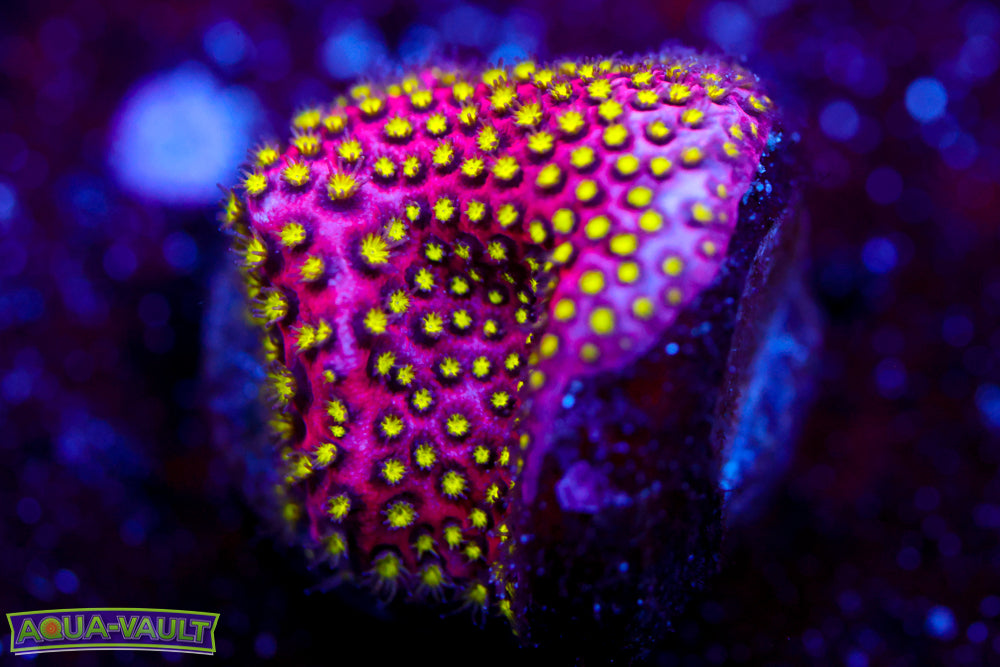 Electric Daisy Stylocoeniella