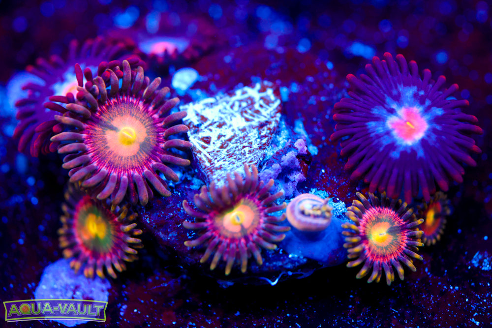 Laster Lemon + Mystique Zoa