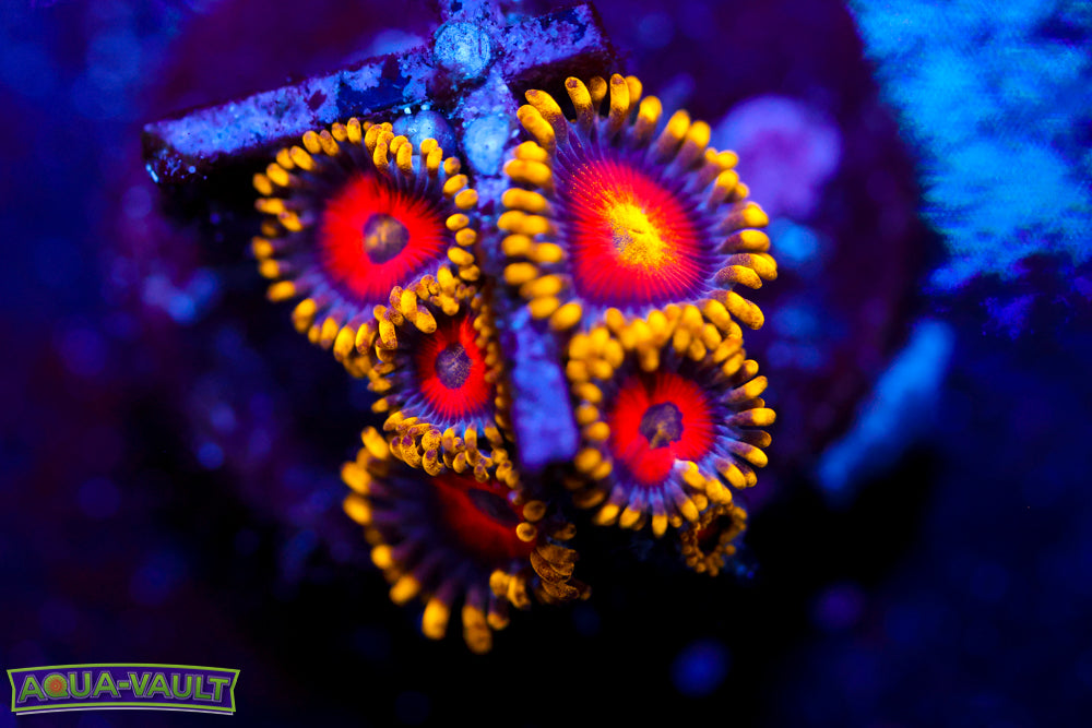 Eagle Eyes Zoa