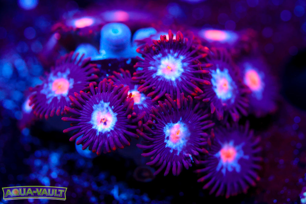 Mystique Zoa