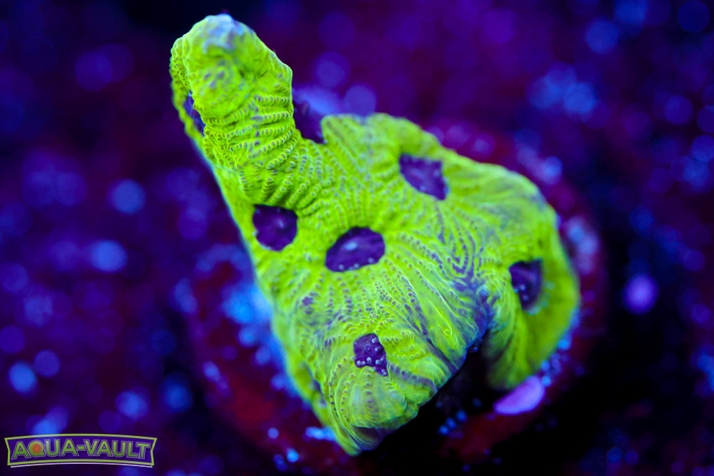 Purple Passion Favia