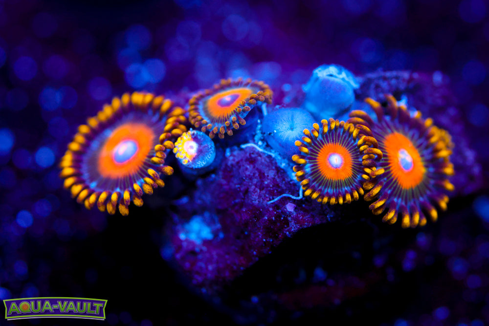 Scrambled Eggs Zoa