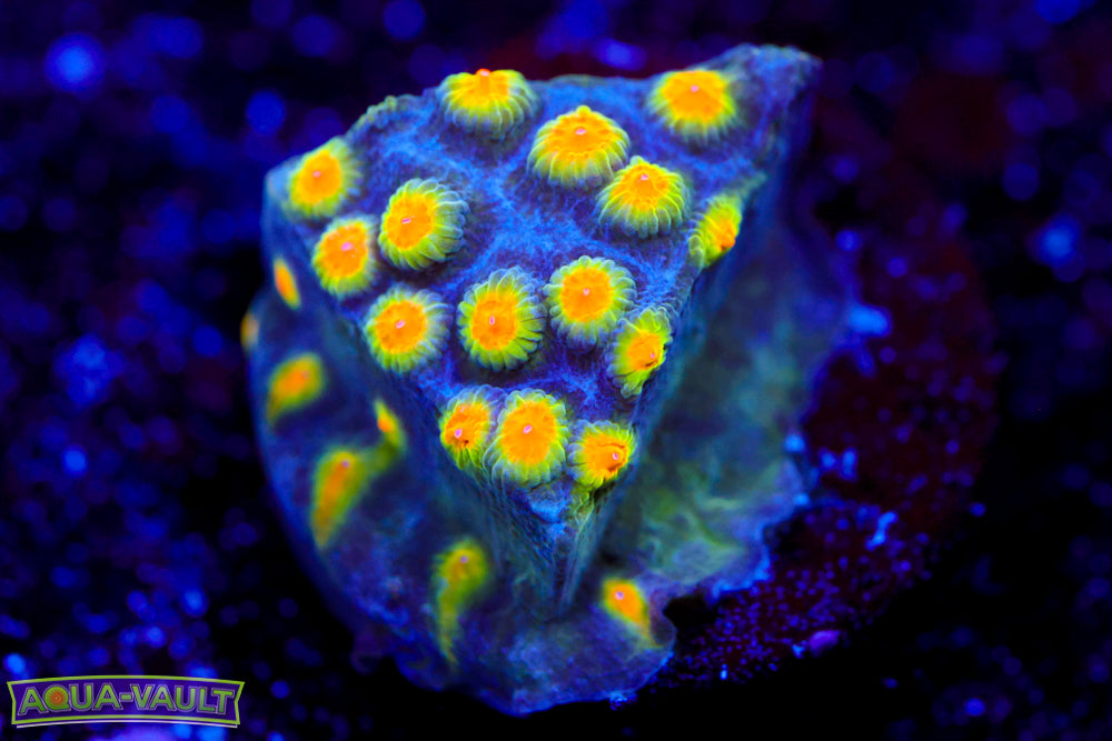 Buzz Lightyear Cypphastrea