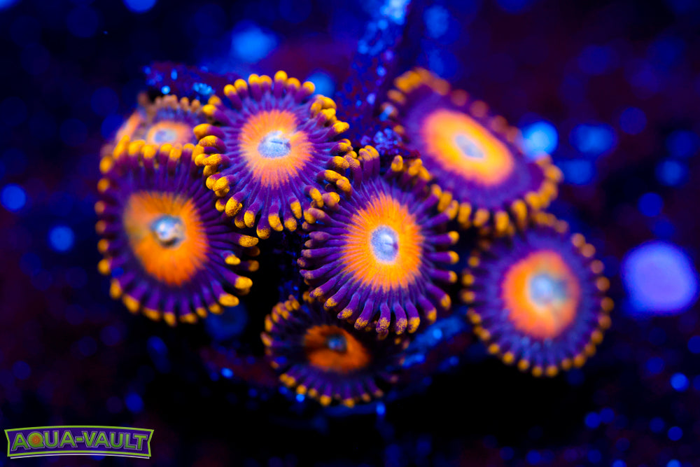 Scrambled Eggs Zoa
