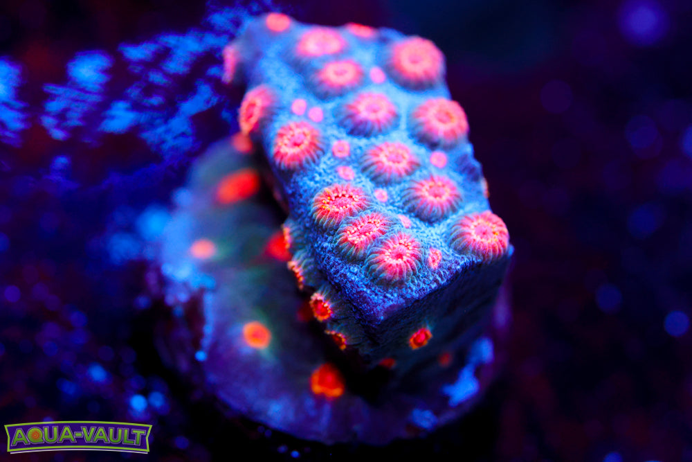 Meteor Shower Cyphastrea