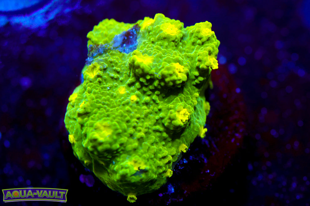 Glow Worm Astreopora