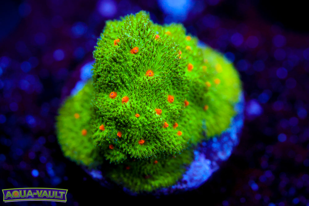 Harvest Moon Psammocora