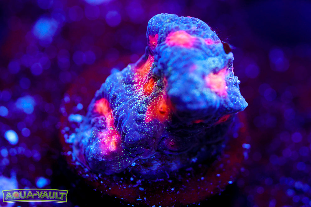 CC Space Cakes Favia