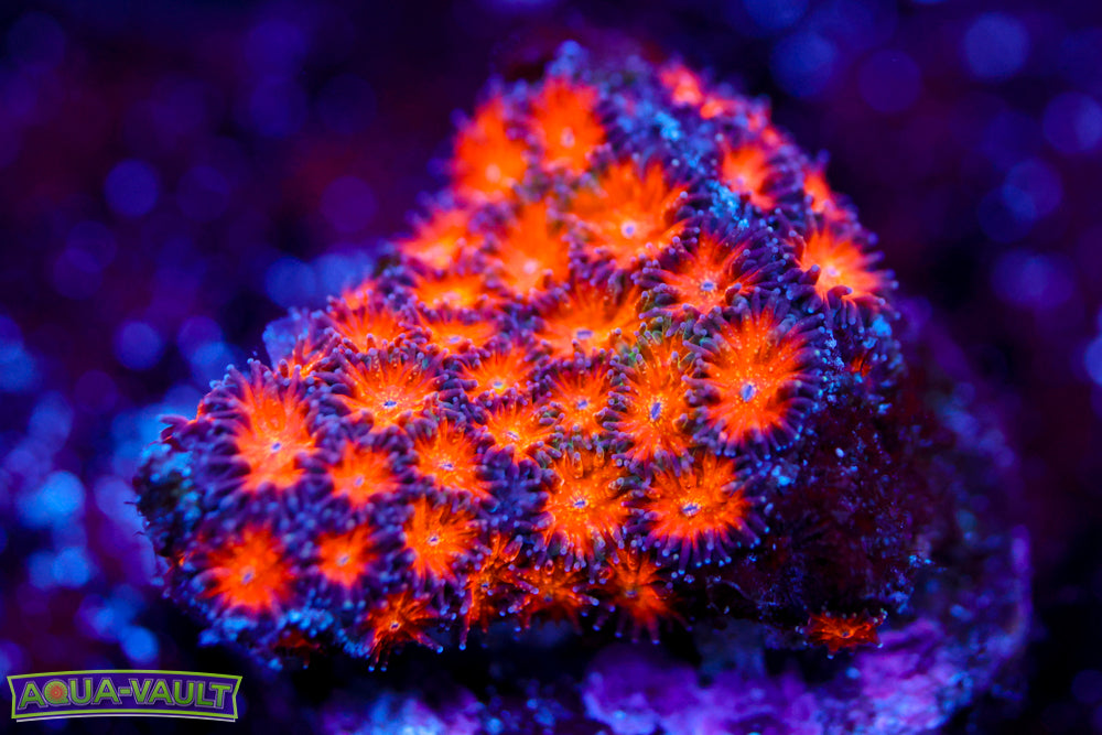 Ultra Fields Leptoseris