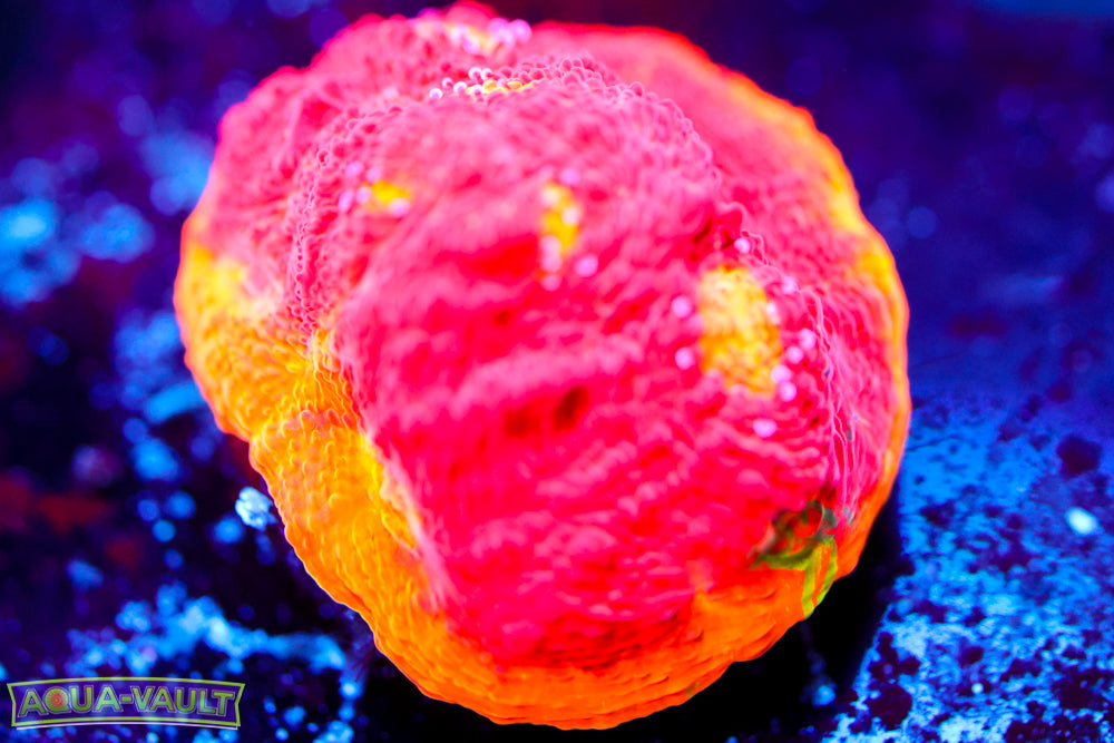 CB Flaming Bugatti Chalice