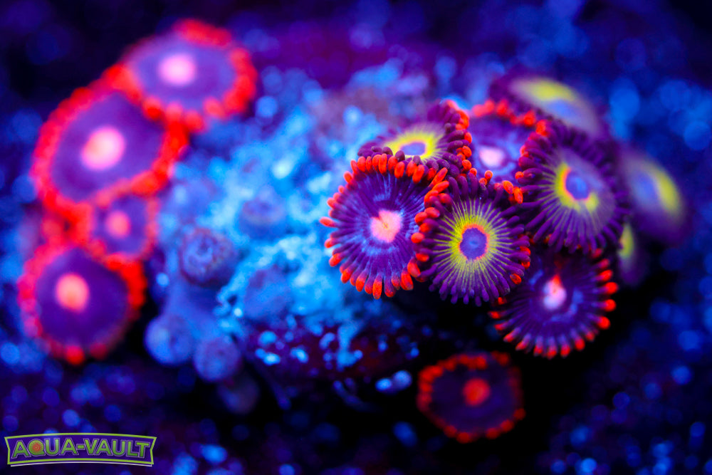 Snitches + Bob Marley Zoa