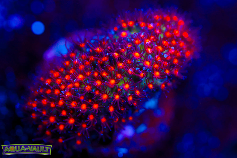 JF Sunset Stylocoeniella