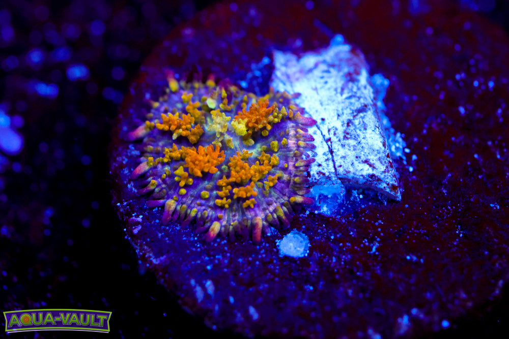 Gonzo's Golden Dragon Bounce Baby Mushroom