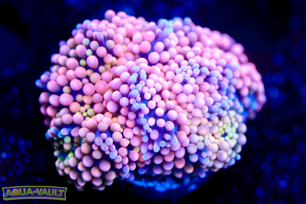 Rainbow Peach Ricordea