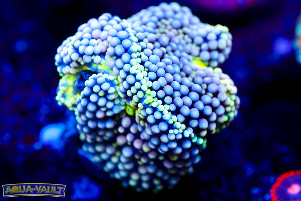 Twisted Lime Ricordea