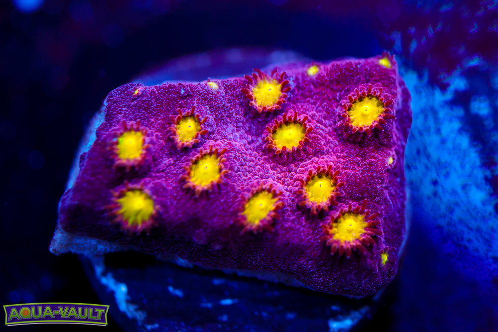 Bling Bling Cyphastrea