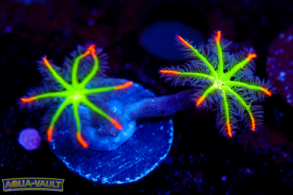 Big R Fireworks Clove Polyp