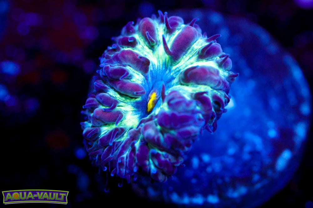 Black Raven Blasto Merletti