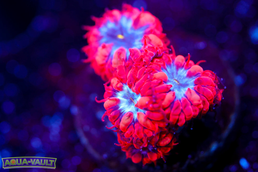 Superman Blasto Merletti