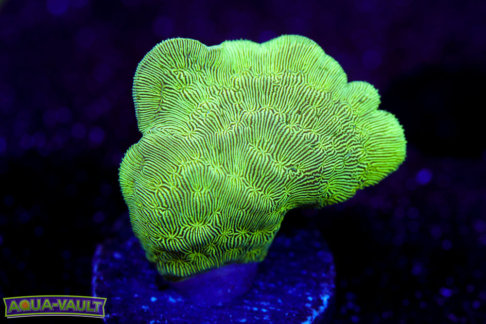 ORA Mint Chip Pavona