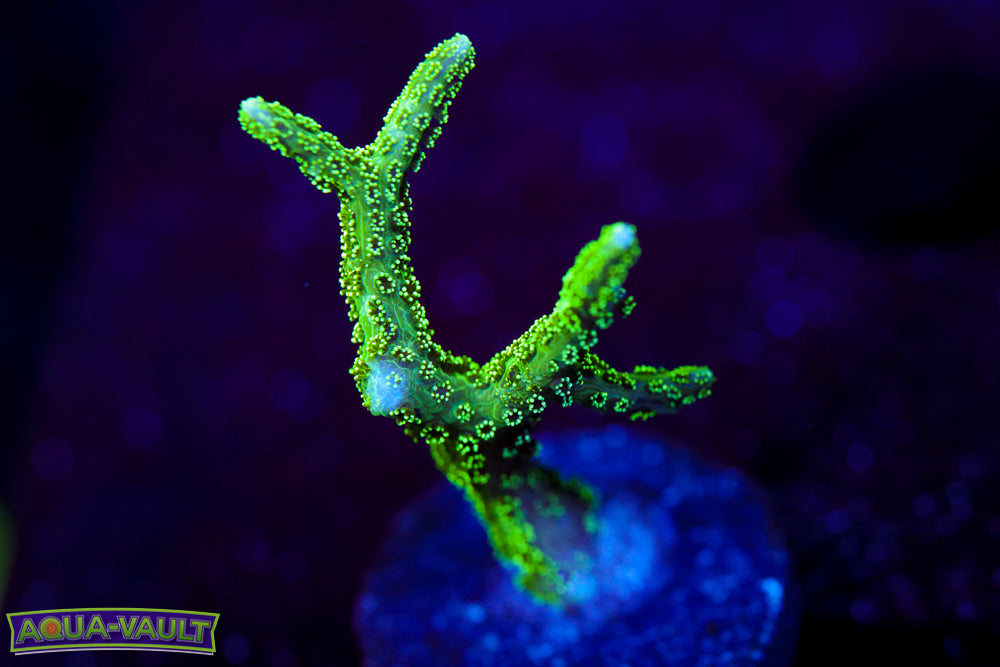 Chemical Warfare Seriatapora