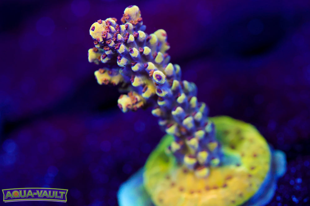 CV Crab Rangoon Acro