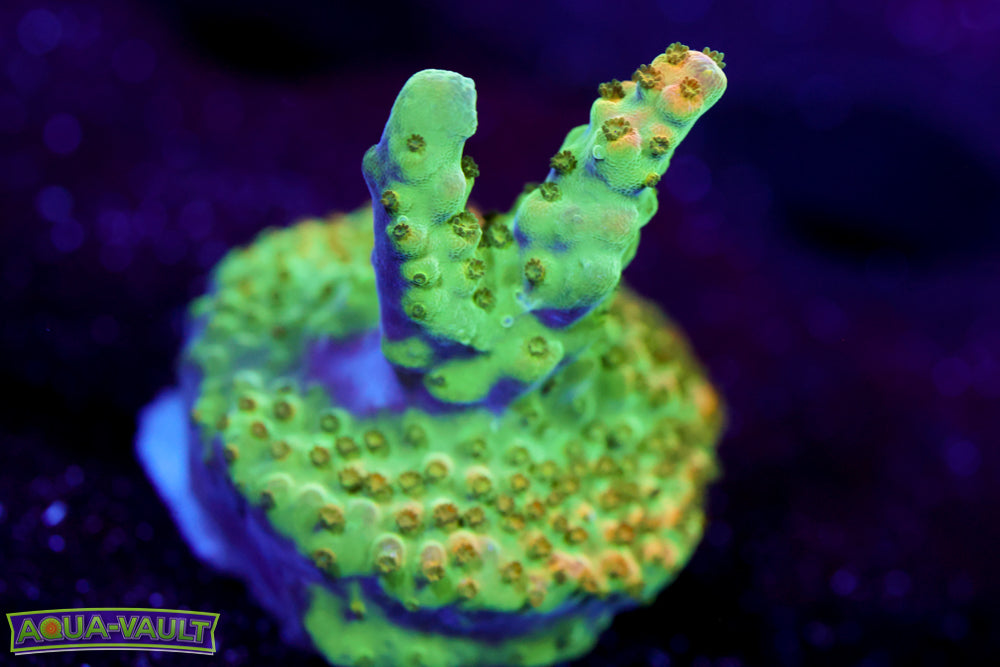 BC Bubblebath Unicorn Acro