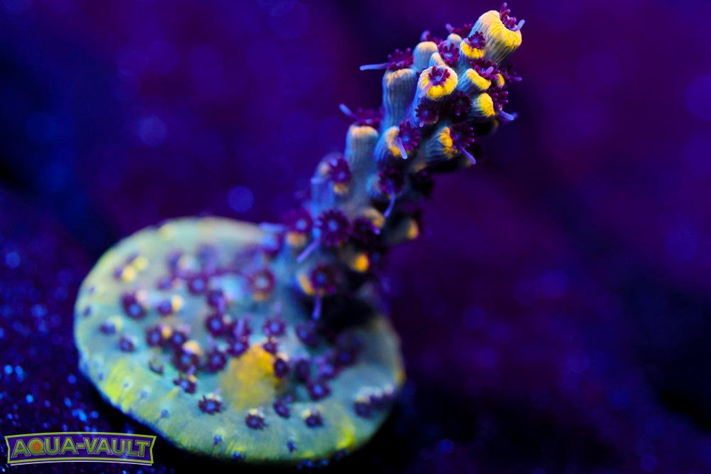 RMF Tiger's Blood Acro