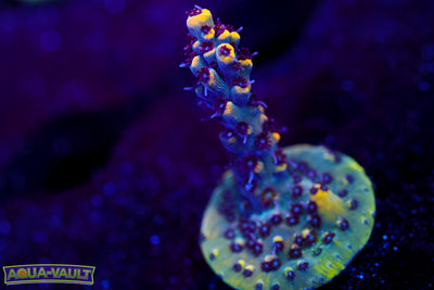 RMF Tiger's Blood Acro