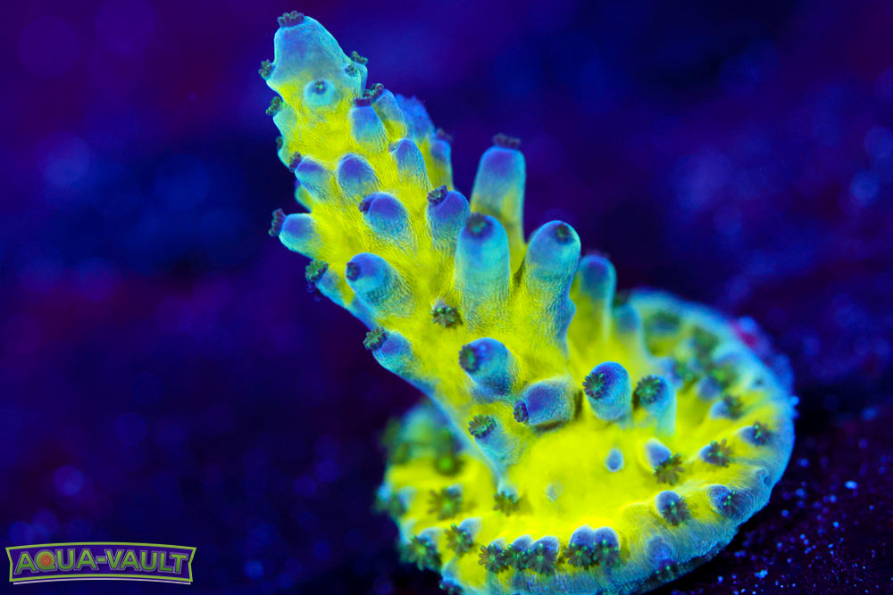 Nick's Purple Passion Acropora