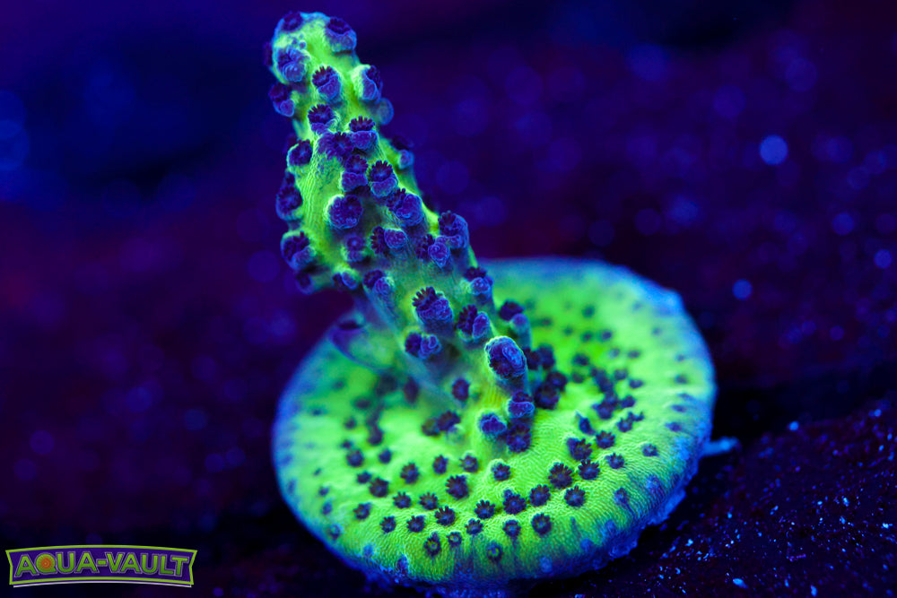 Grape Ape Acro