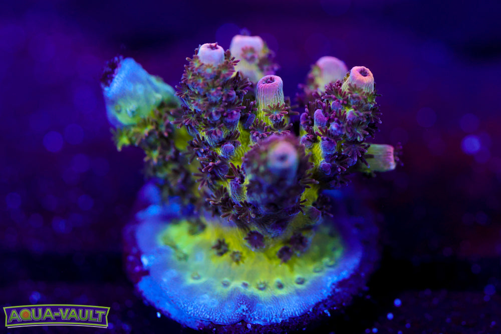 TSA Prince Peach Acro