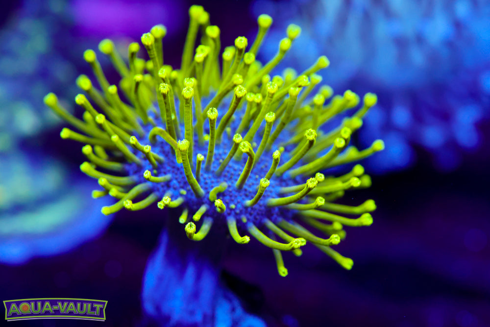 Neon Toadstool Leather