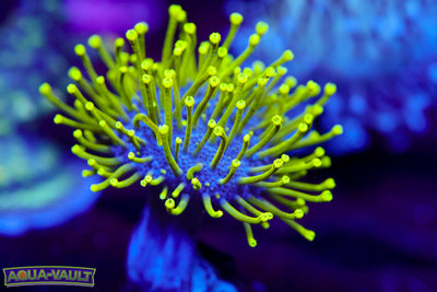 Neon Toadstool Leather