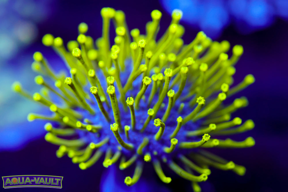 Neon Toadstool Leather