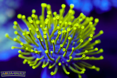 Neon Toadstool Leather